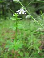 Imagem de Stellaria graminea L.