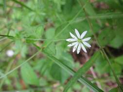 Image of common starwort