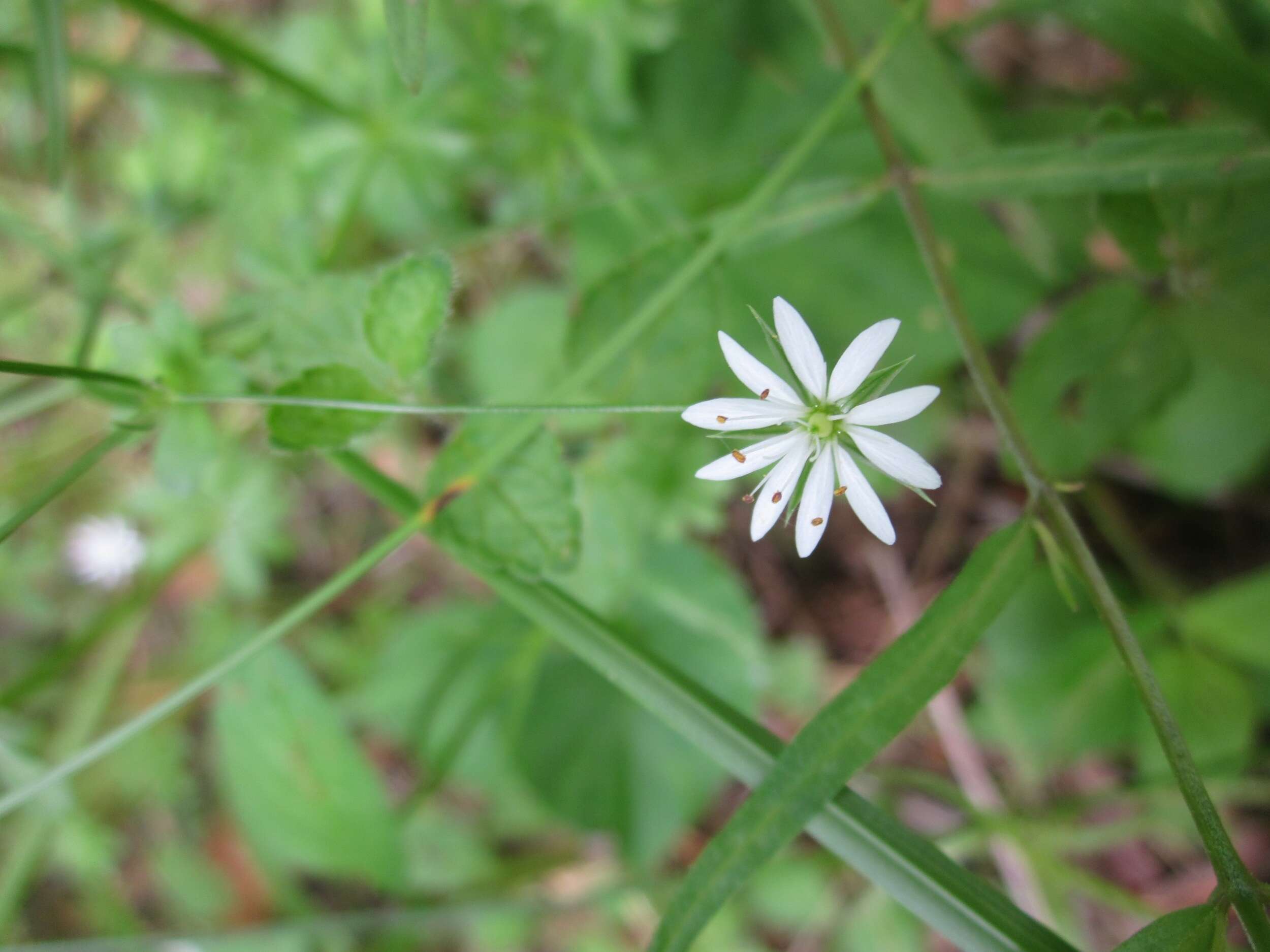 Imagem de Stellaria graminea L.