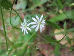 Imagem de Stellaria graminea L.