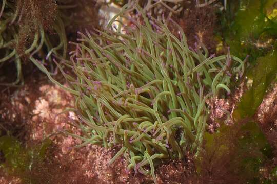 Anemonia sulcata (Pennant 1777) resmi