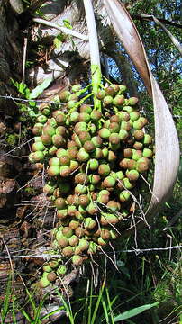 Image of Ouricury palm