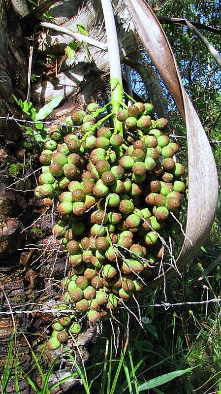 Imagem de Syagrus coronata (Mart.) Becc.