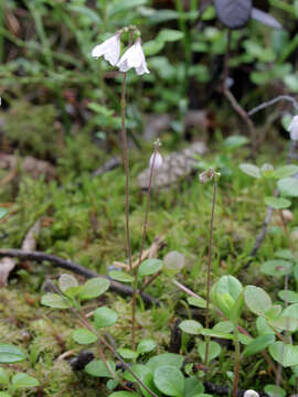 Image of Twinflower