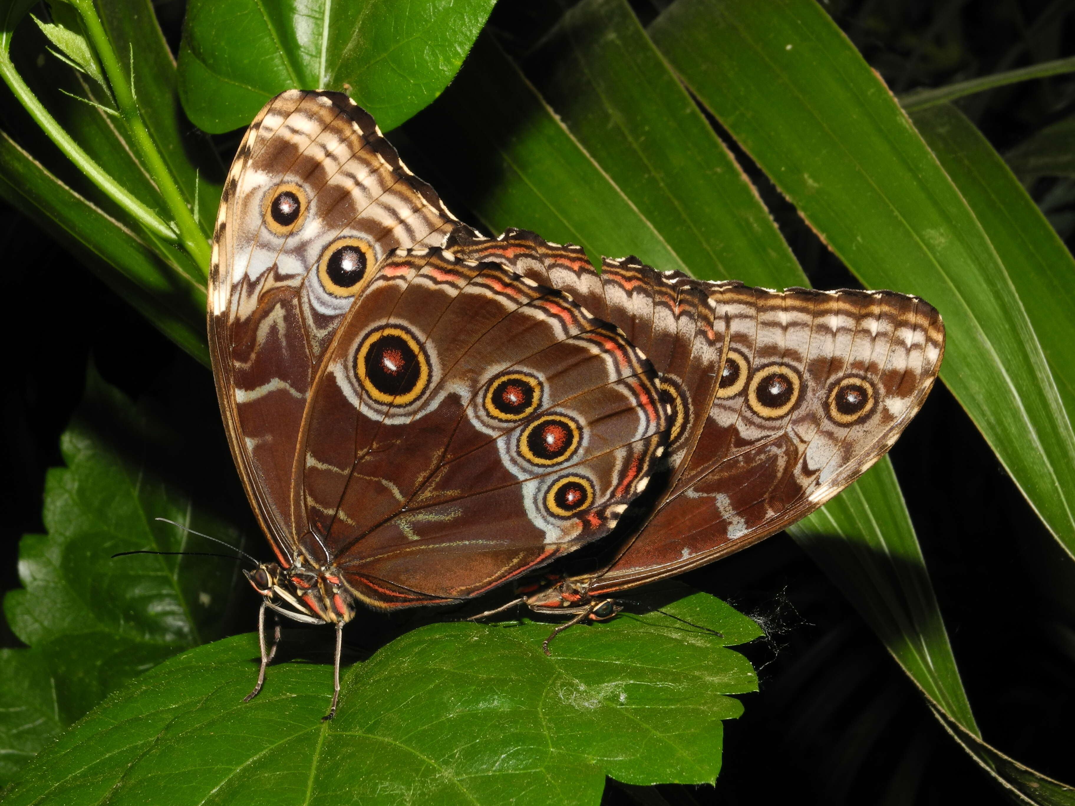 Image of Morpho peleides Kollar 1850