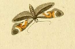 Image of Epermenia pontificella Hübner 1796