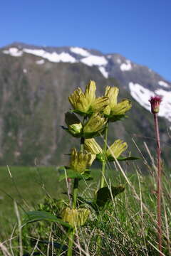 Image of Spotted Gentian