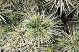 Image of thistle cholla