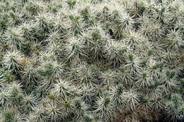 Image of thistle cholla