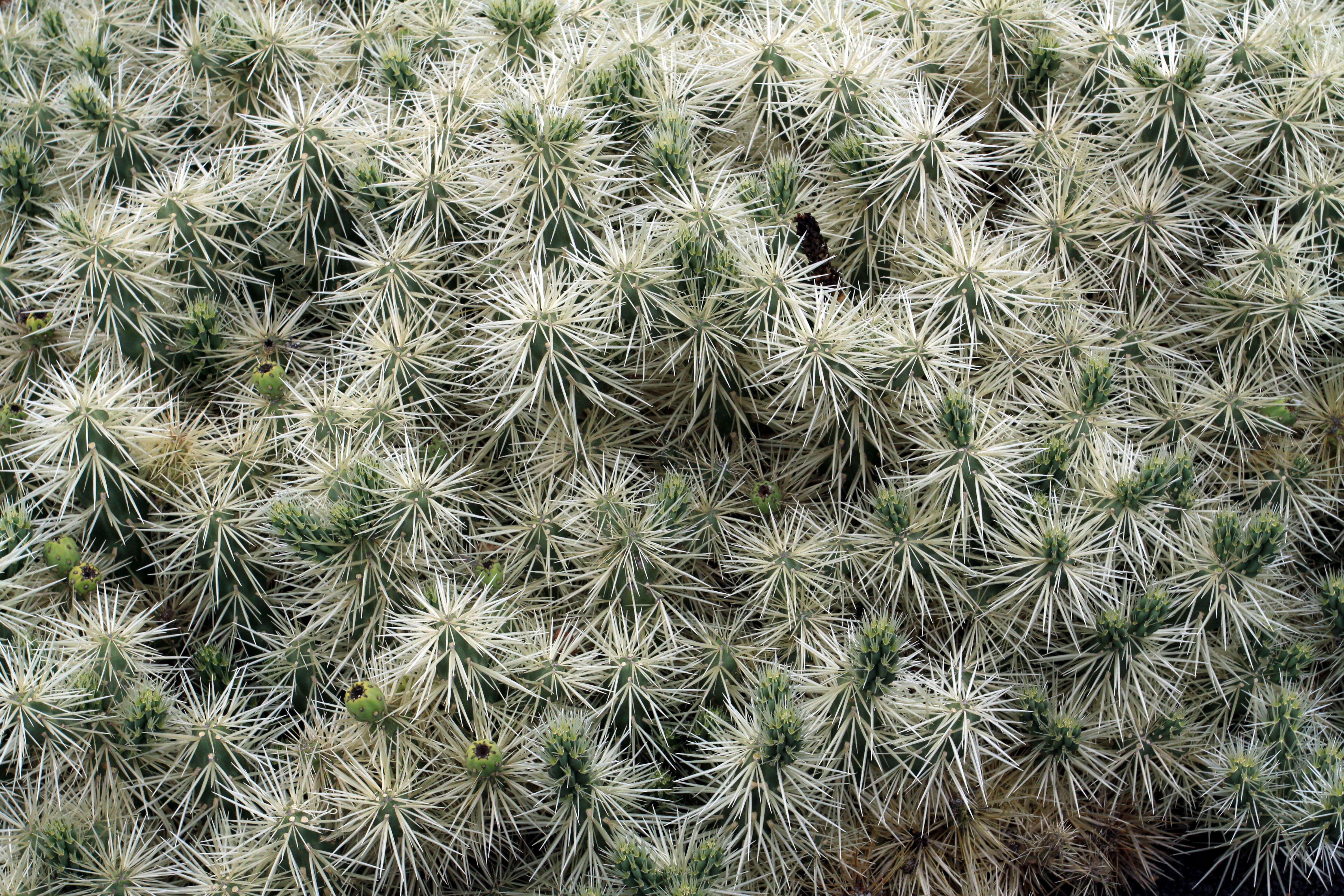 Image of thistle cholla