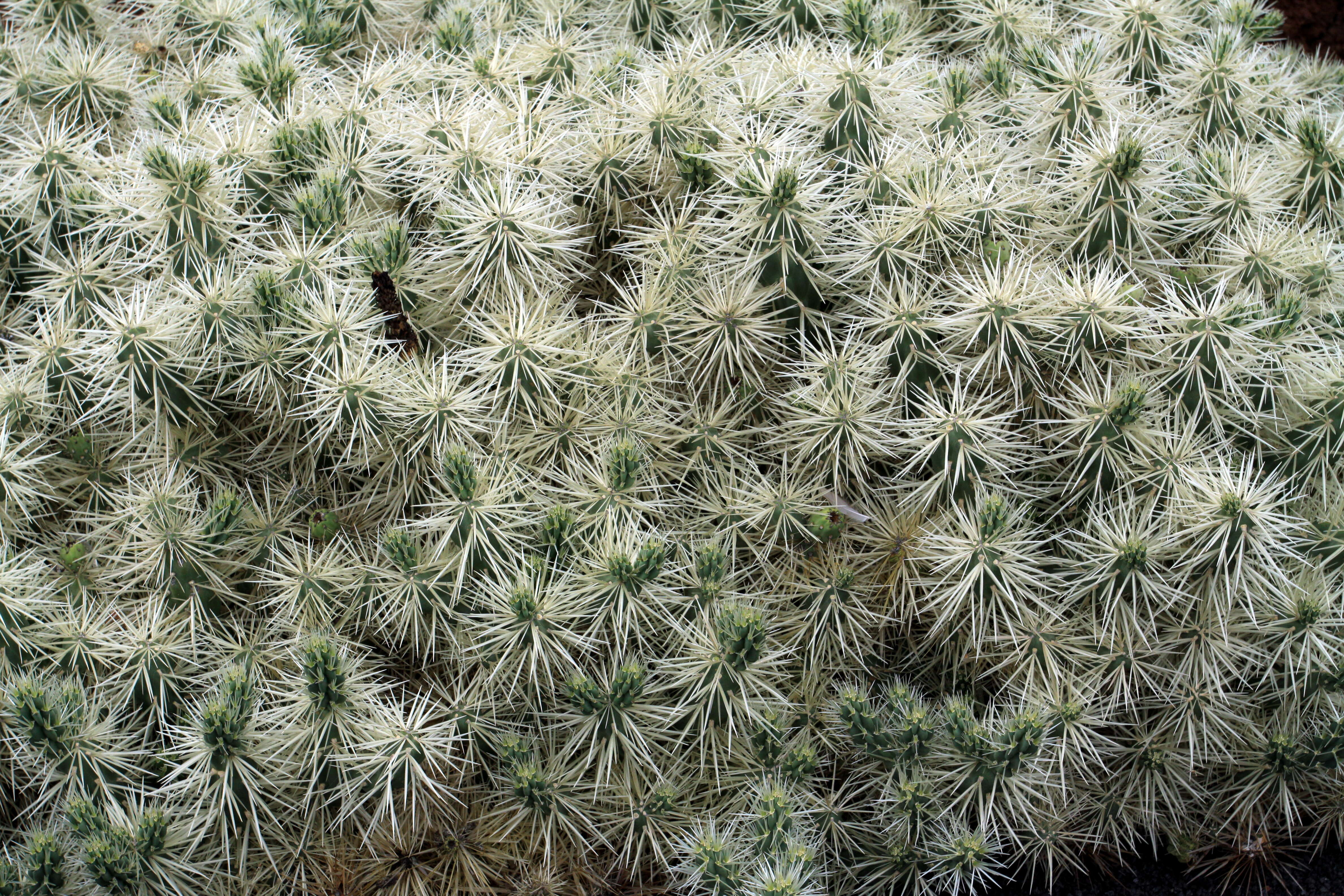 Image of thistle cholla