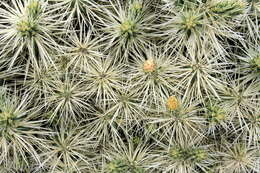 Image of thistle cholla