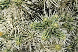 Image of thistle cholla