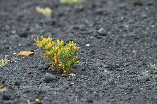 Image of Tetraena fontanesii (Webb & Berthel.) Beier & Thulin