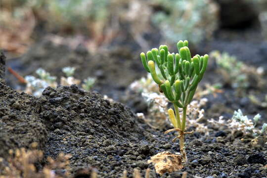 Image de Tetraena fontanesii (Webb & Berthel.) Beier & Thulin