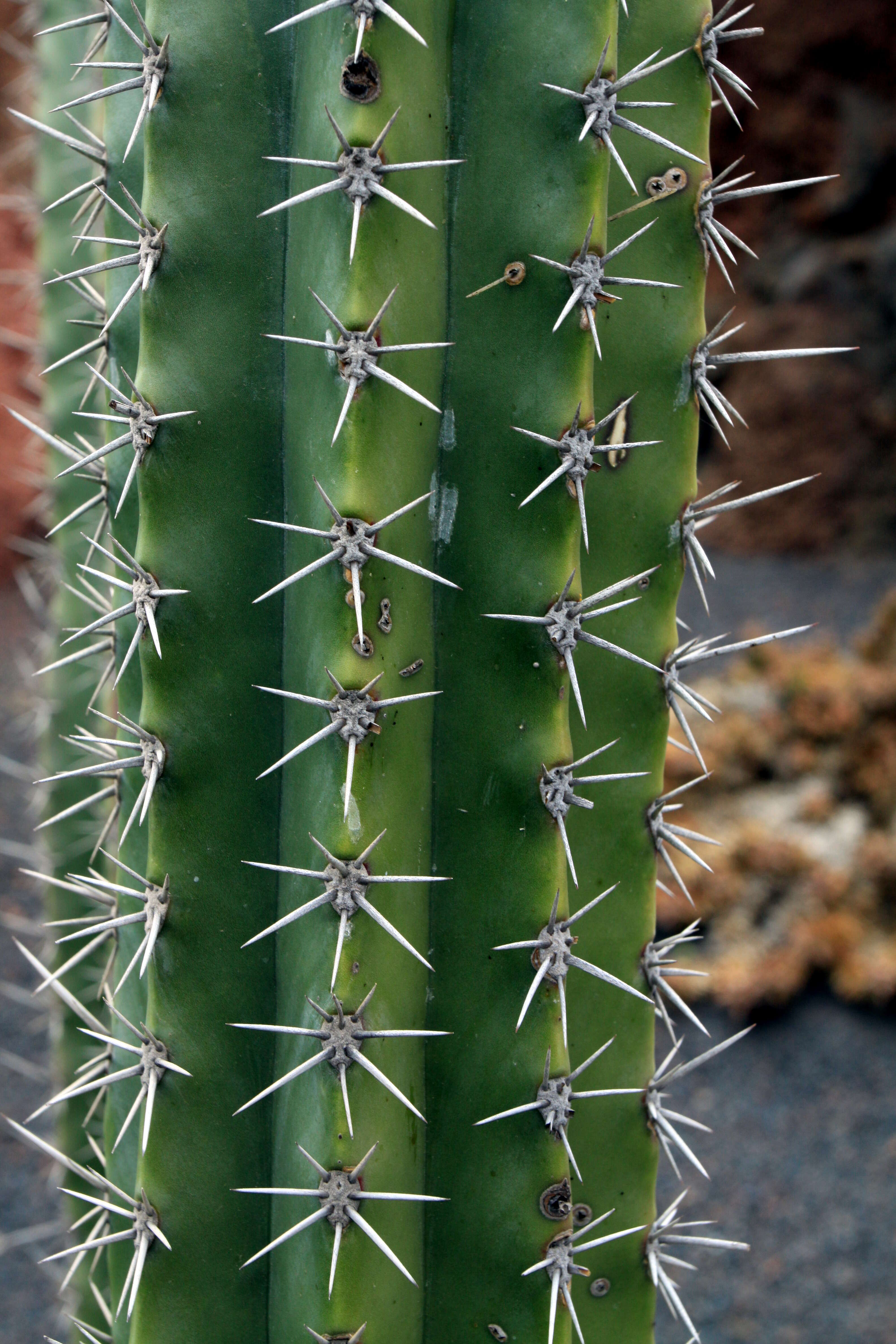 Image of Stenocereus stellatus (Pfeiff.) Riccob.