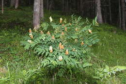 Imagem de Lathyrus laevigatus (Waldst. & Kit.) Gren.