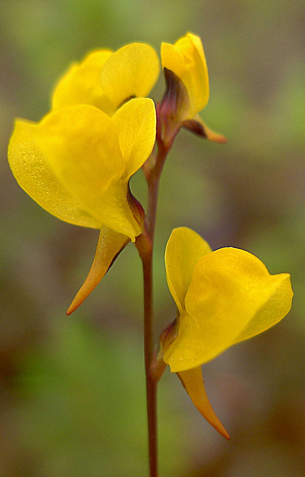 Image of southern bladderwort