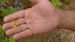 Слика од Utricularia juncea Vahl