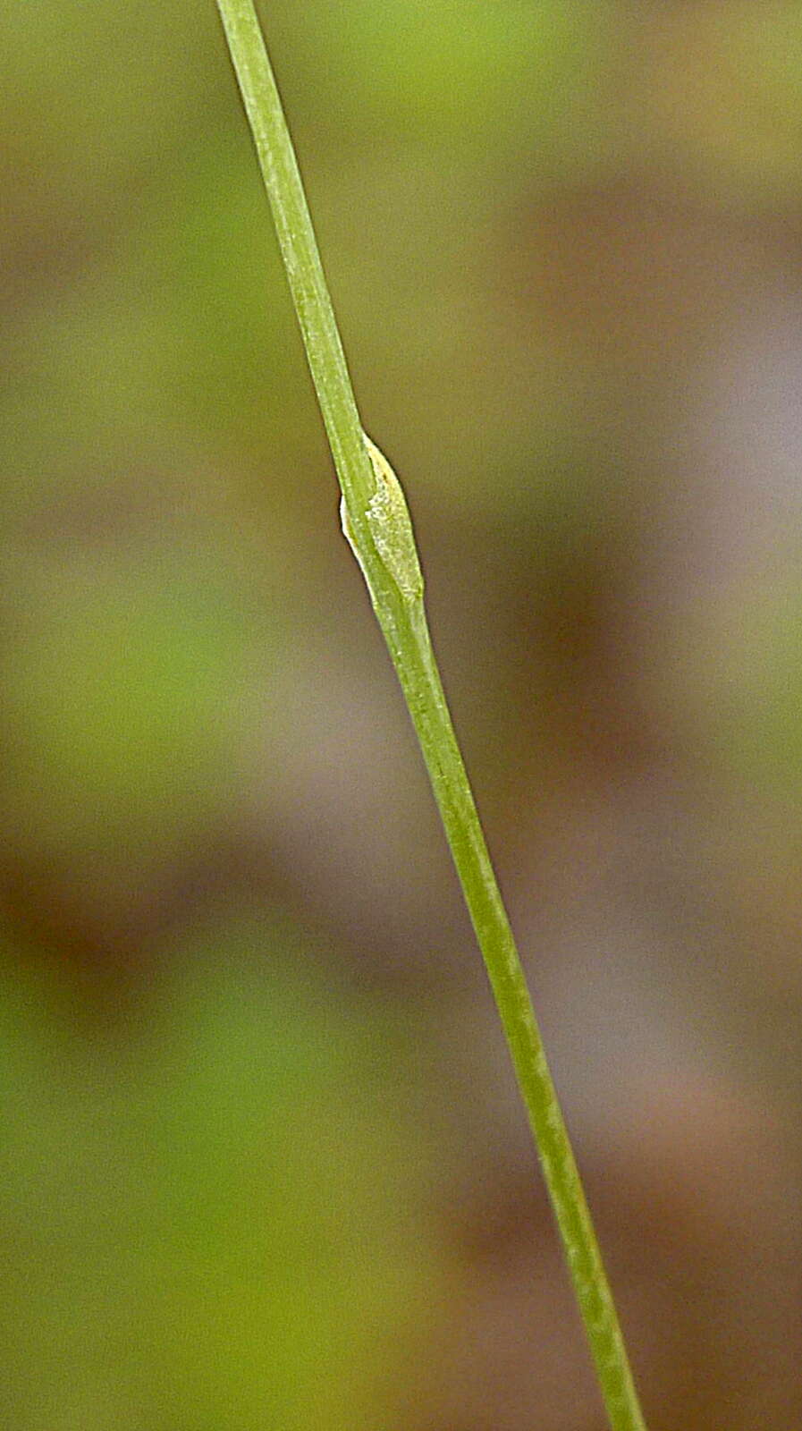 Image of southern bluethread