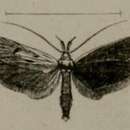 Image of Apiletria luella Lederer 1855