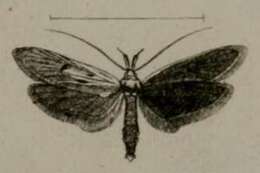 Image of Apiletria luella Lederer 1855