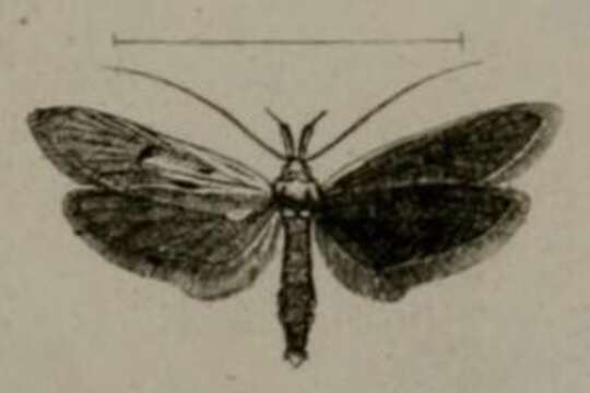 صورة Apiletria