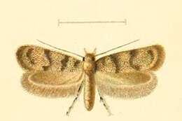 Image of Aprominta
