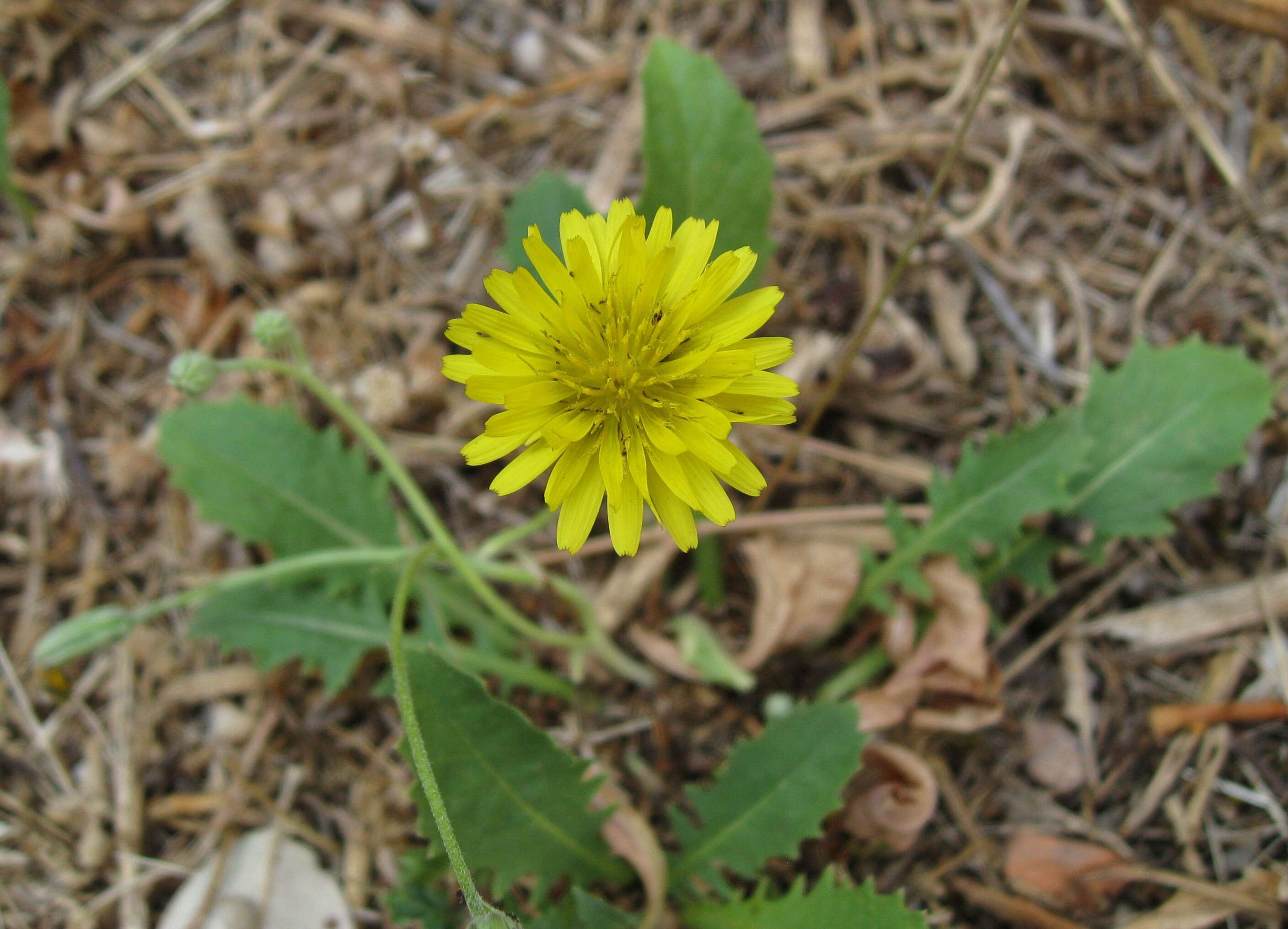 Image of Italian hawksbeard