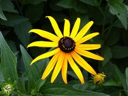 Image of orange coneflower