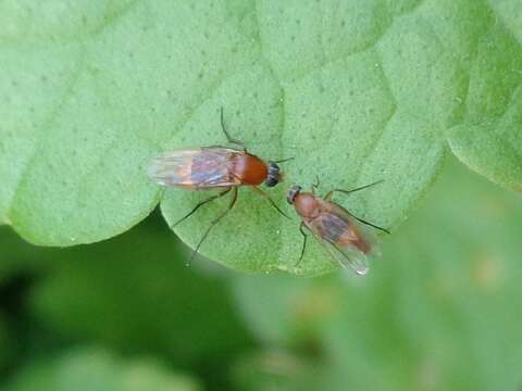 Image of Phalacrotophora