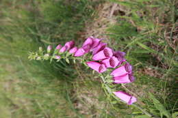 Imagem de Digitalis purpurea L.