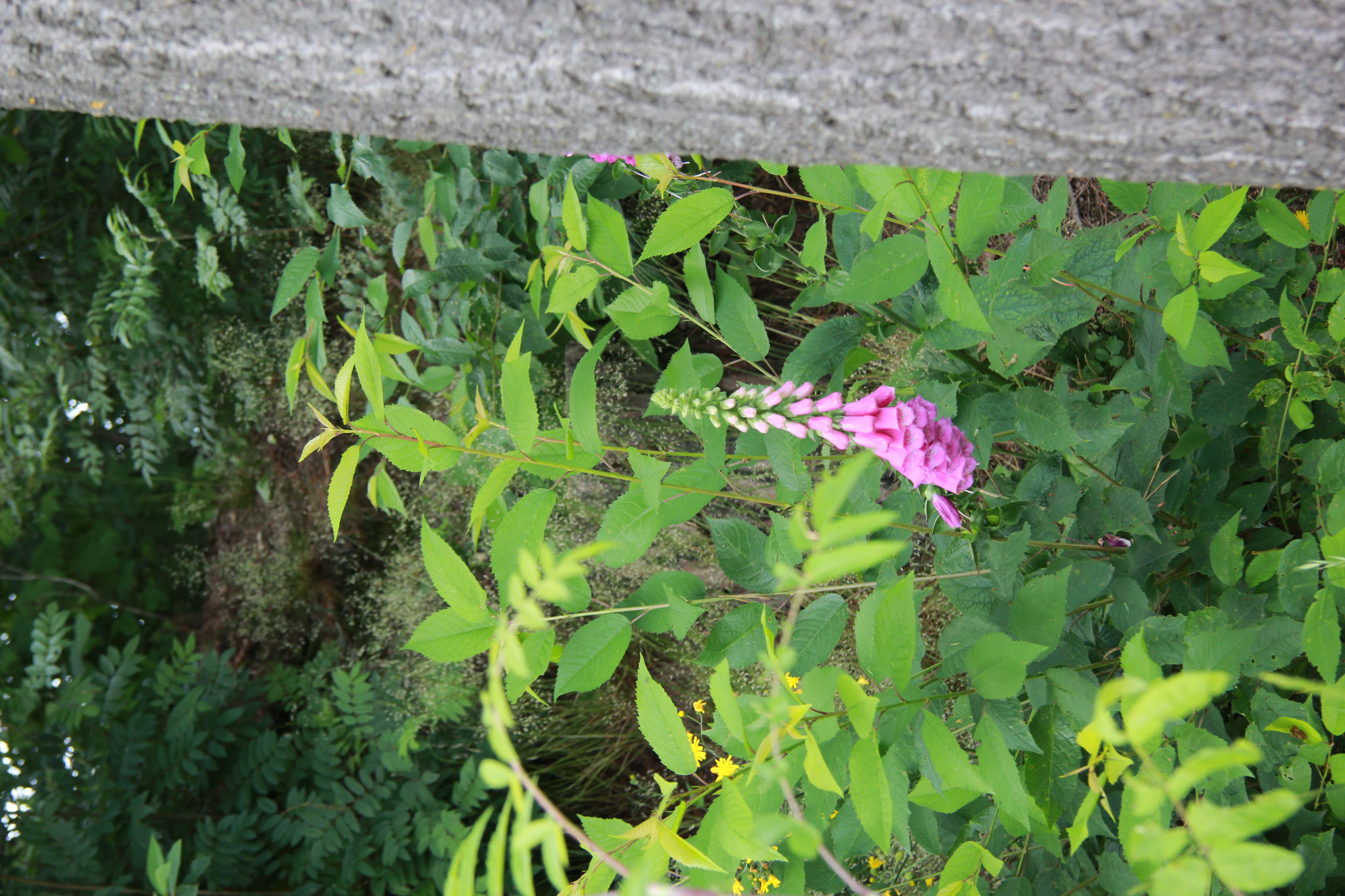 Imagem de Digitalis purpurea L.