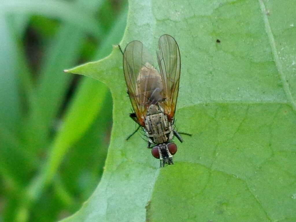 Image of Root-maggot fly