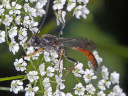 Image of Alomya debellator (Fabricius 1775)