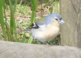 Image of Fringilla coelebs moreletti Pucheran 1859