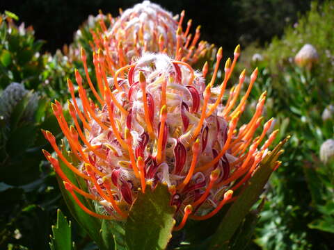 Image of Ember pincushion