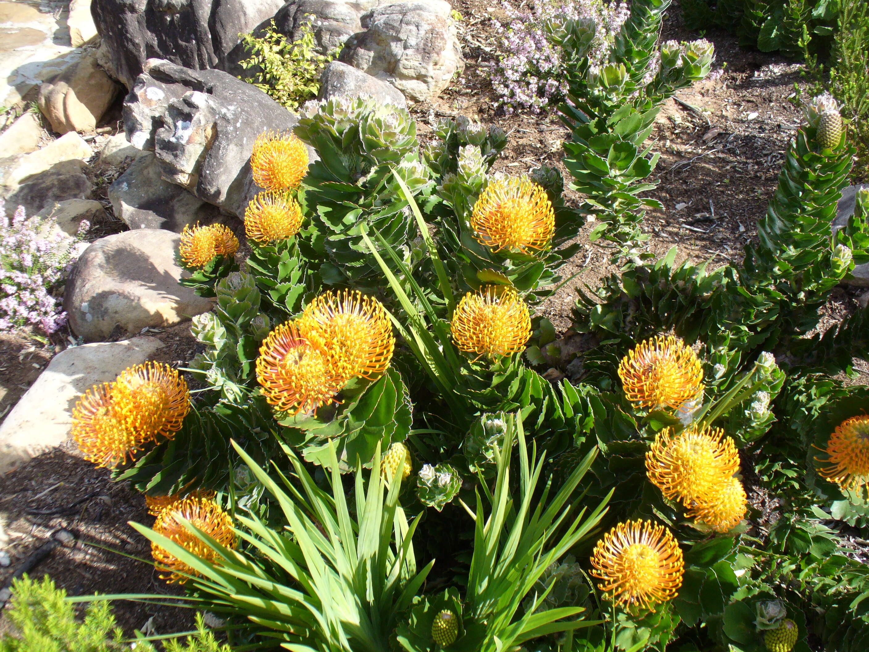 Image of Silveredge Pincushion