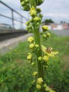 Verbascum nigrum L. resmi