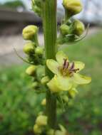 Verbascum nigrum L. resmi