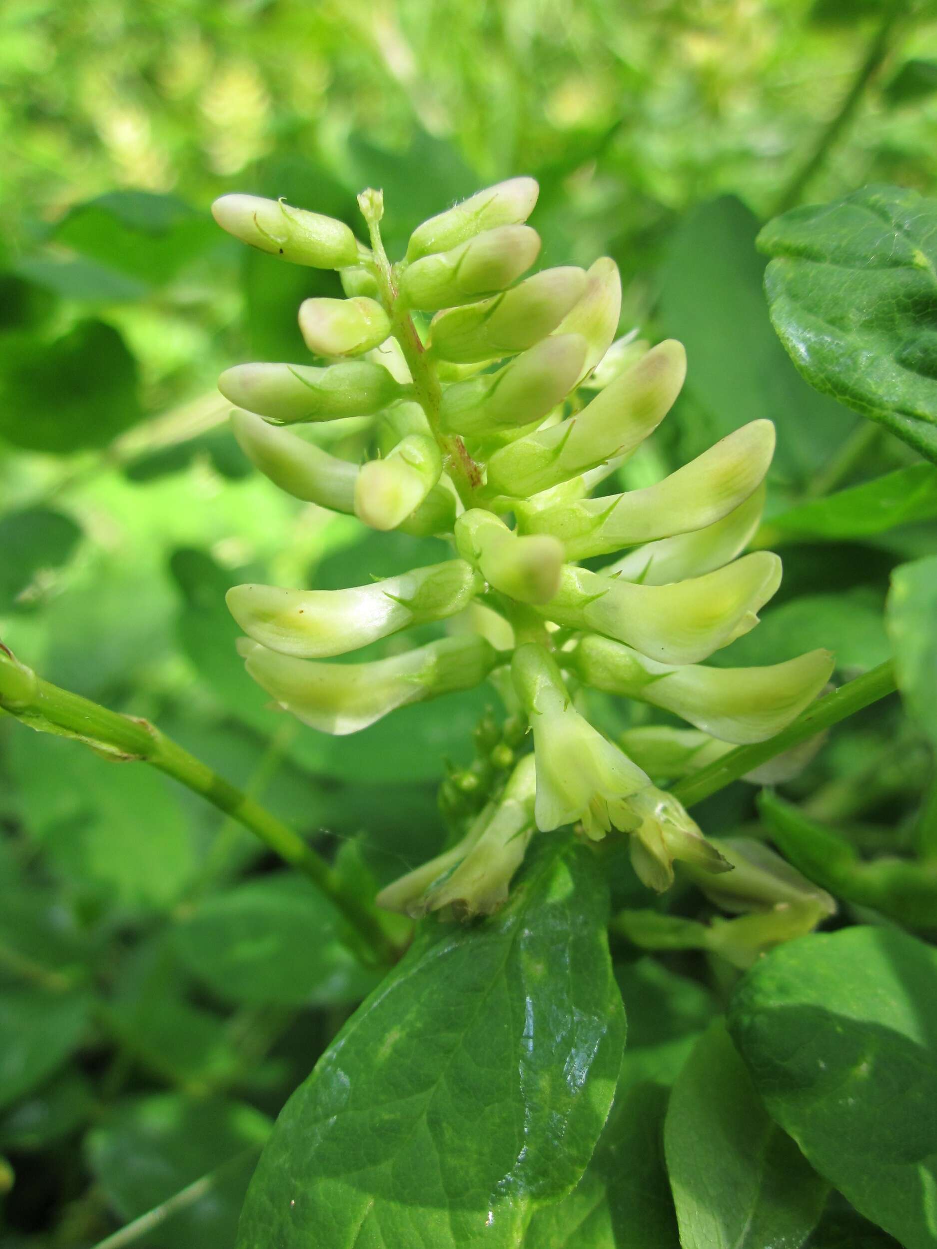 Image of licorice milkvetch