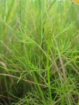 Image de Rhamphicarpa fistulosa (Hochst.) Benth.