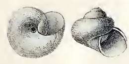 Imagem de Margarites argentatus (Gould 1841)