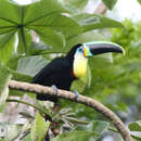 Image de Toucan à gorge citron