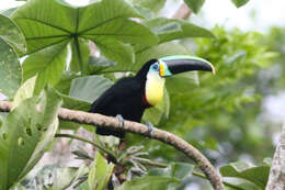 Image of Citron-throated Toucan