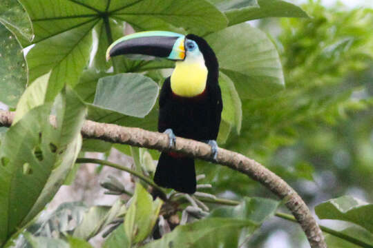 Image of Citron-throated Toucan