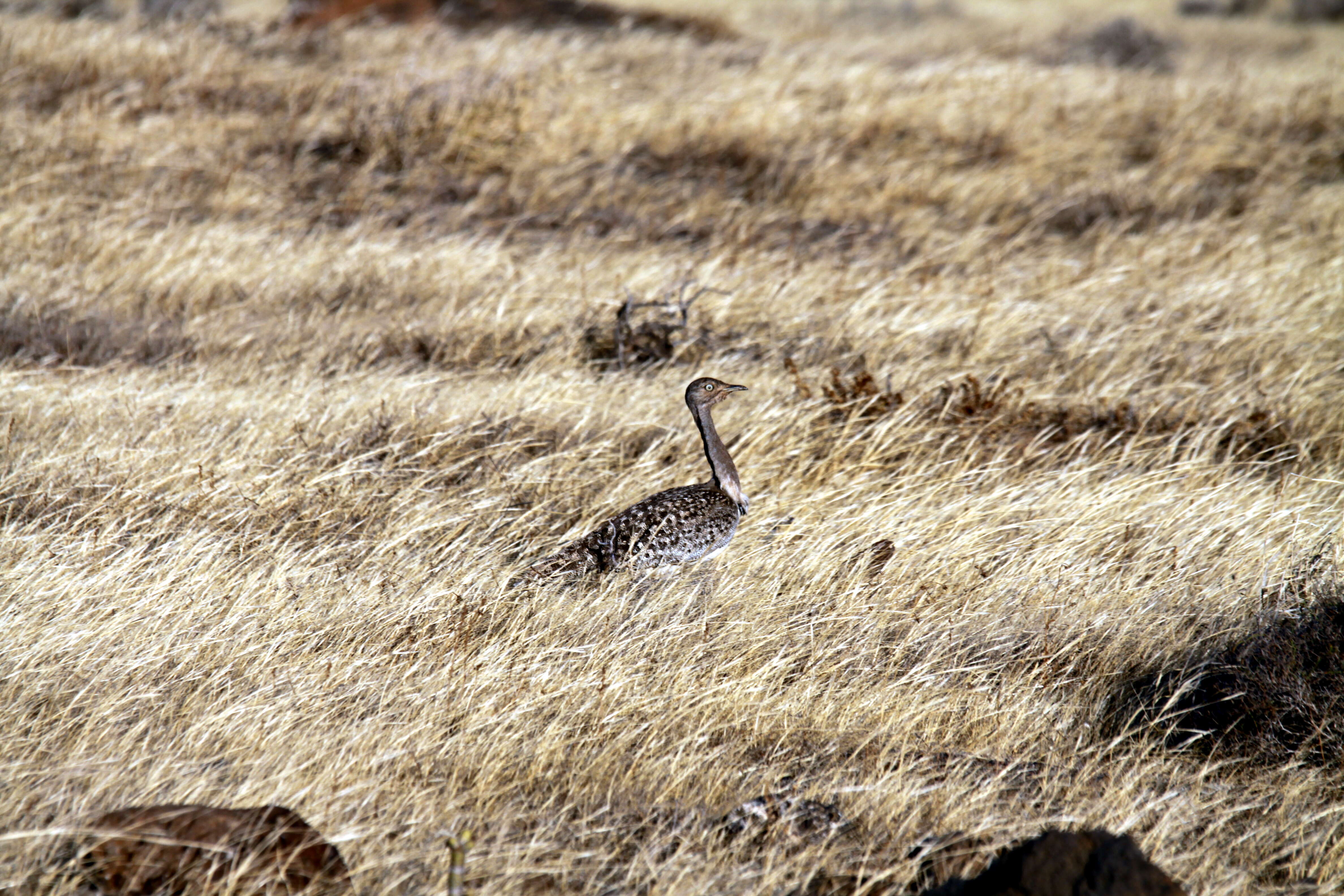 Image of Chlamydotis undulata fuertaventurae (Rothschild & Hartert 1894)