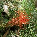 Image of Grevillea nana C. A. Gardner