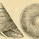 Sivun Astele ciliaris (Menke 1843) kuva