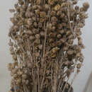 Sivun Artemisia pallens Wall. ex DC. kuva